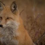 《新闻联播》官方指定直播网站正式上线 2ruqy